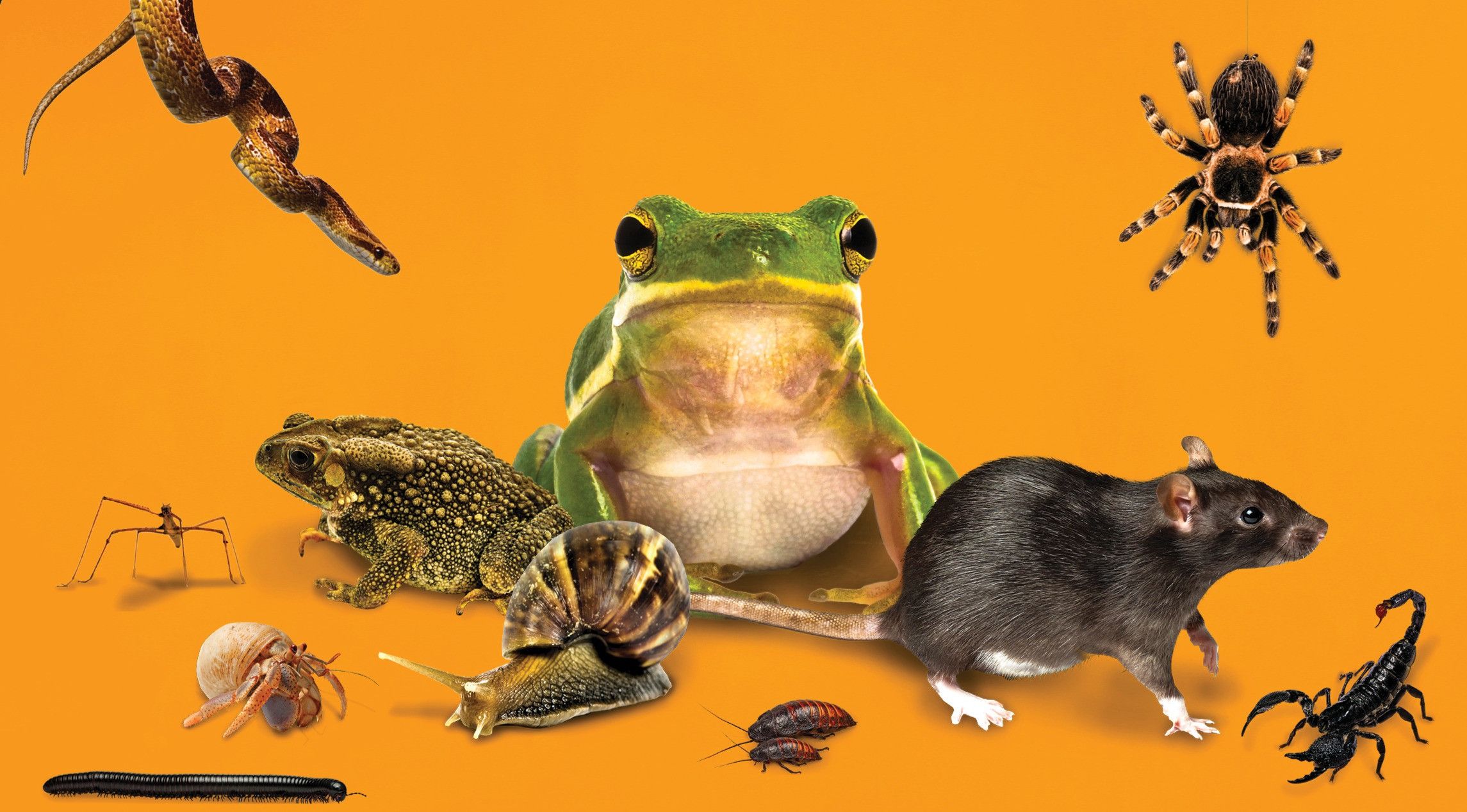 5. World Animal Day 4th October