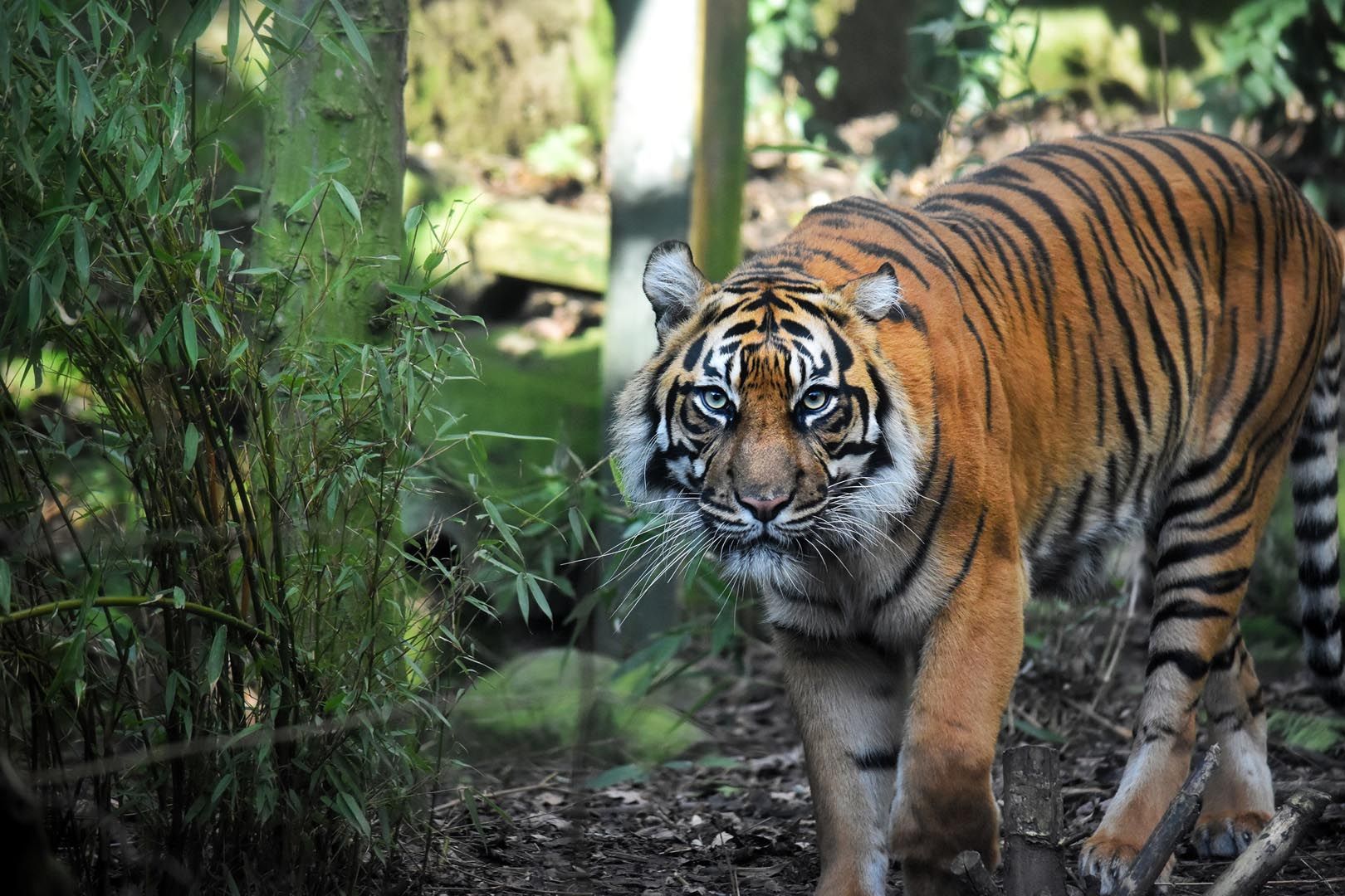 Photograph of tiger at Edinburgh Zoo